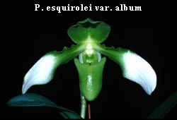 P. esquirolei var. album
