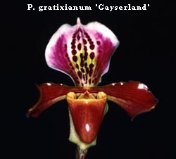P. gratixianum 'Gayserland'