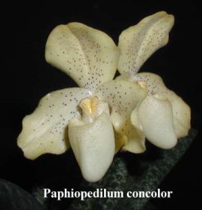 Paphiopedilum concolor (A. Giuliani)