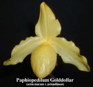 Paphiopedilum Golddollar (armeniacum x primulinum)