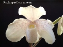 Paphiopedilum niveum