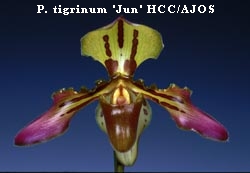 P. tigrinum 'Jun' HCC/AJOS