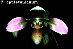 P. appletonianum