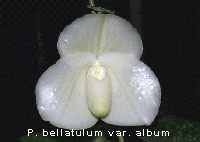 Paphiopedilum bellatulum var. album