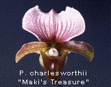 Paphiopedilum charlesworthii 'Maki's Treasure'