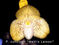 Paphiopedilum concolor 'Makis Lemon' (T. Tanaka)