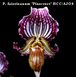 P. fairrieanum 'Pinecrest'  HCC/AJOS