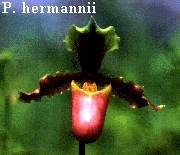P. hermannii