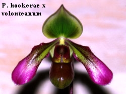 P. hookerae x volonteanum