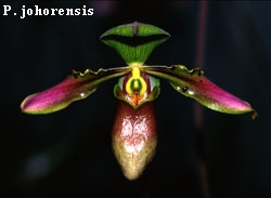 P. johorensis