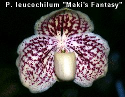 Paphiopedilum leucochilum 'Maki's Fantasy'