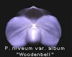 Paphiopedilum niveum var. album 'Woodbell'