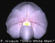 Paphiopedilum niveum 'Snow White Maki'
