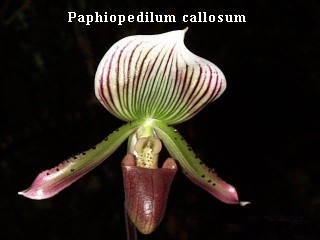 paphiopedilum callosum