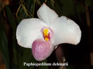 Paphiopedilum delenatii