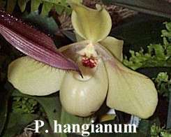 Paphiopedilum hangianum