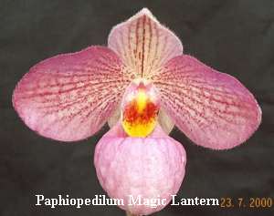 Paphiopedilum Magic Lantern (delenatii x micranthum)