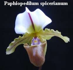 paphiopedilum spicerianum