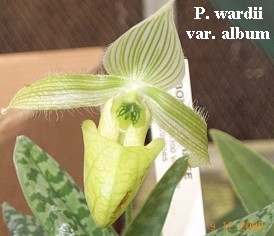 Paphiopedilum wardii var. alba