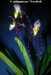 P. philippinense 'Woodbell' . questo clone ha petali di ben 27 cm !