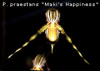 P. praestans 'Maki's Happiness'