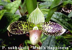 Paphiopedilum sukhakulii 'Maki's Happiness'
