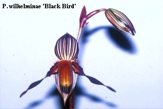 P. wilhelminae 'Black Bird'
