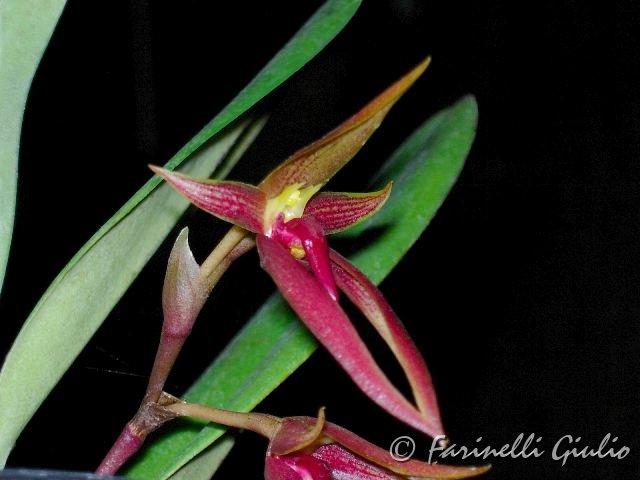 Bulbophyllum_nynphopolitanum.jpg