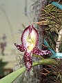 Bulbophyllum_machrantum