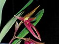 Bulbophyllum_nynphopolitanum