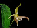 Bulbophyllum_polystictum
