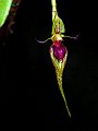 Bulbophyllum_putidum