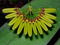 Bulbophyllum_tigridum