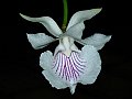 Cochleanthes_amazonica