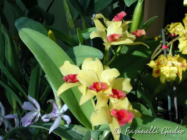 Laeliocattleya_Gold_Digger_'Orchid_Jungle'.jpg