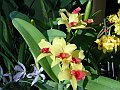 Laeliocattleya_Gold_Digger_'Orchid_Jungle'