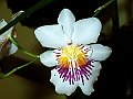 Miltoniopsis_phalaenopsis