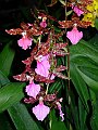 Odontoglossum_Violetta_Von_Holm