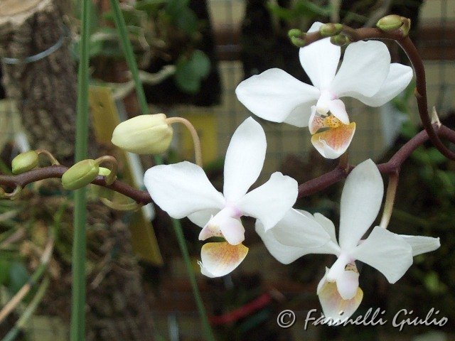 Phalaenopsis_Intermedia.jpg