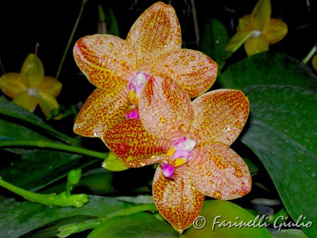 Phalaenopsis_Secret_Discovery.jpg