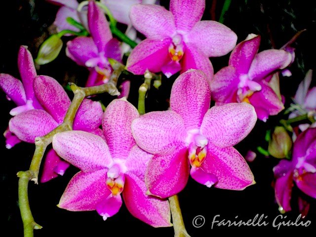 Phalaenopsis_Sweet_Memory.jpg