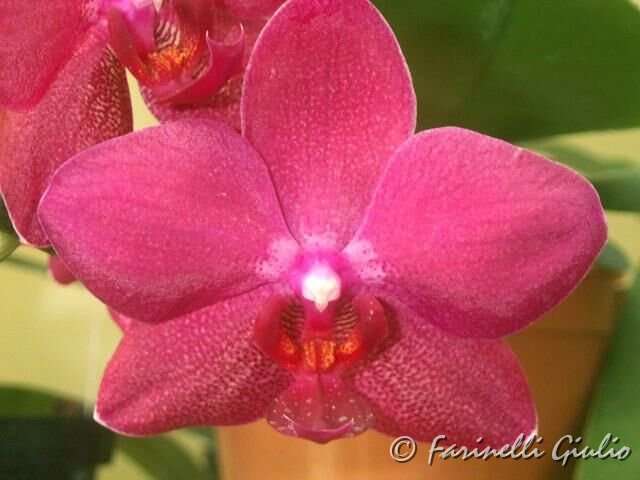 Phalaenopsis_ibrido_rosa.jpg