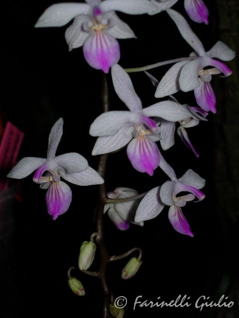 Phalaenopsis_lindenii.jpg