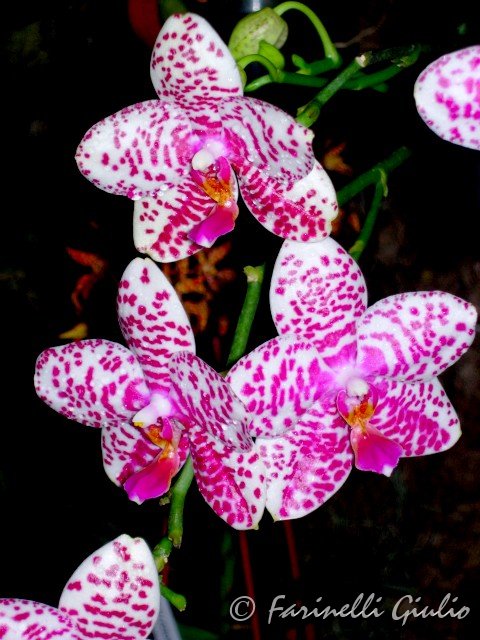 Phalaenopsis_liz_monhia.jpg
