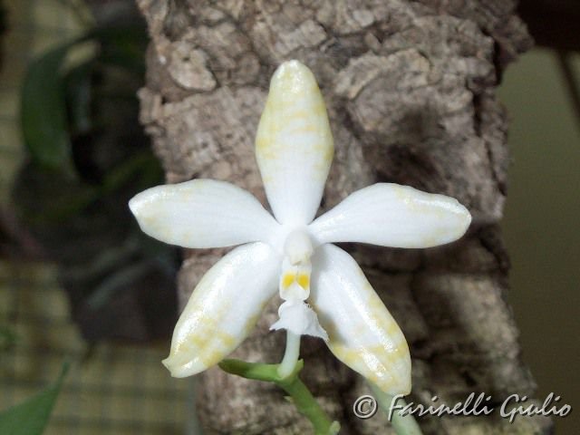 Phalaenopsis_lueddemanniana_var._ochracea_1.jpg