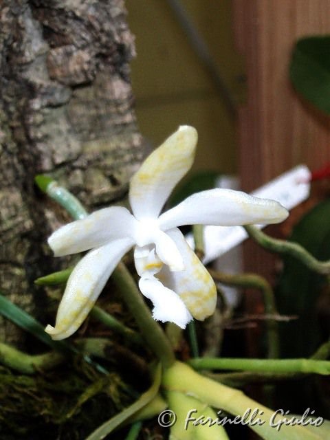 Phalaenopsis_lueddemanniana_var._ochracea_2.jpg