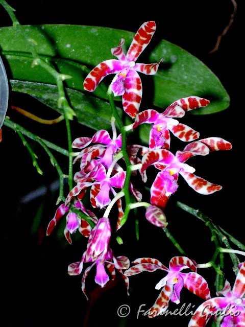 Phalaenopsis_mariae.jpg