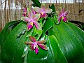 Phalaenopsis_Guadalupe_Pineda_3