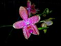 Phalaenopsis_Orchid_World_'Red'