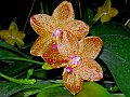 Phalaenopsis_Secret_Discovery